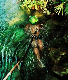 Congo Frog - 21st Century Landscape Portrait Animal Photography Edition