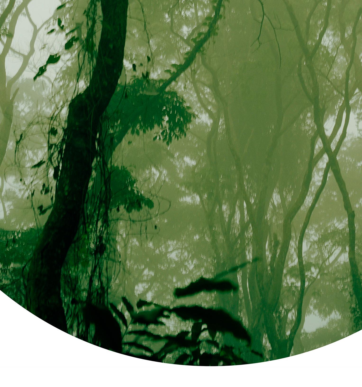 Into the Jungle Edition 1/5 - Contemporary Lush Landscape Photography For Sale 1