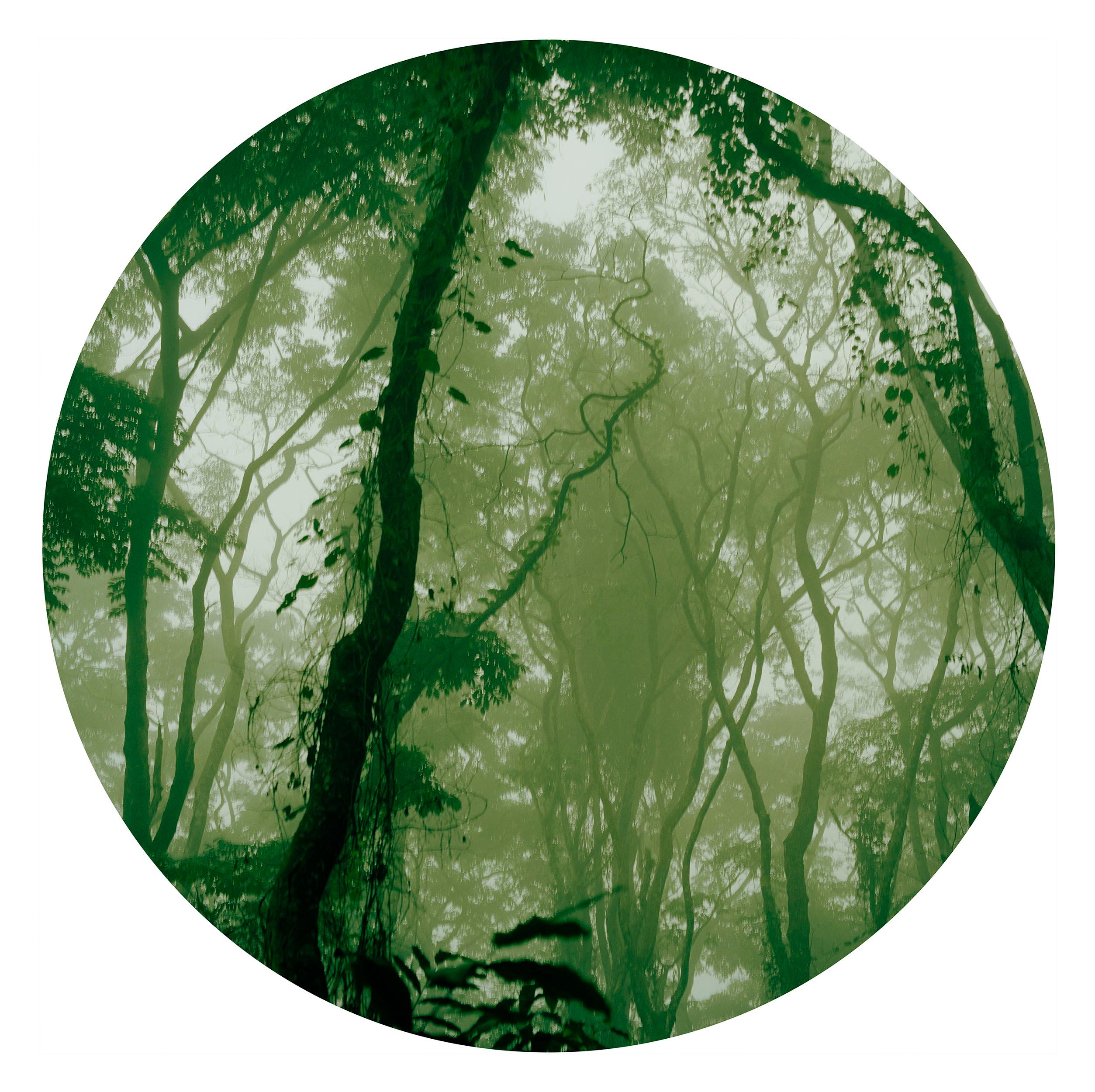 Verena Prenner Color Photograph - Into the Jungle Edition 1/5 - Contemporary Lush Landscape Photography