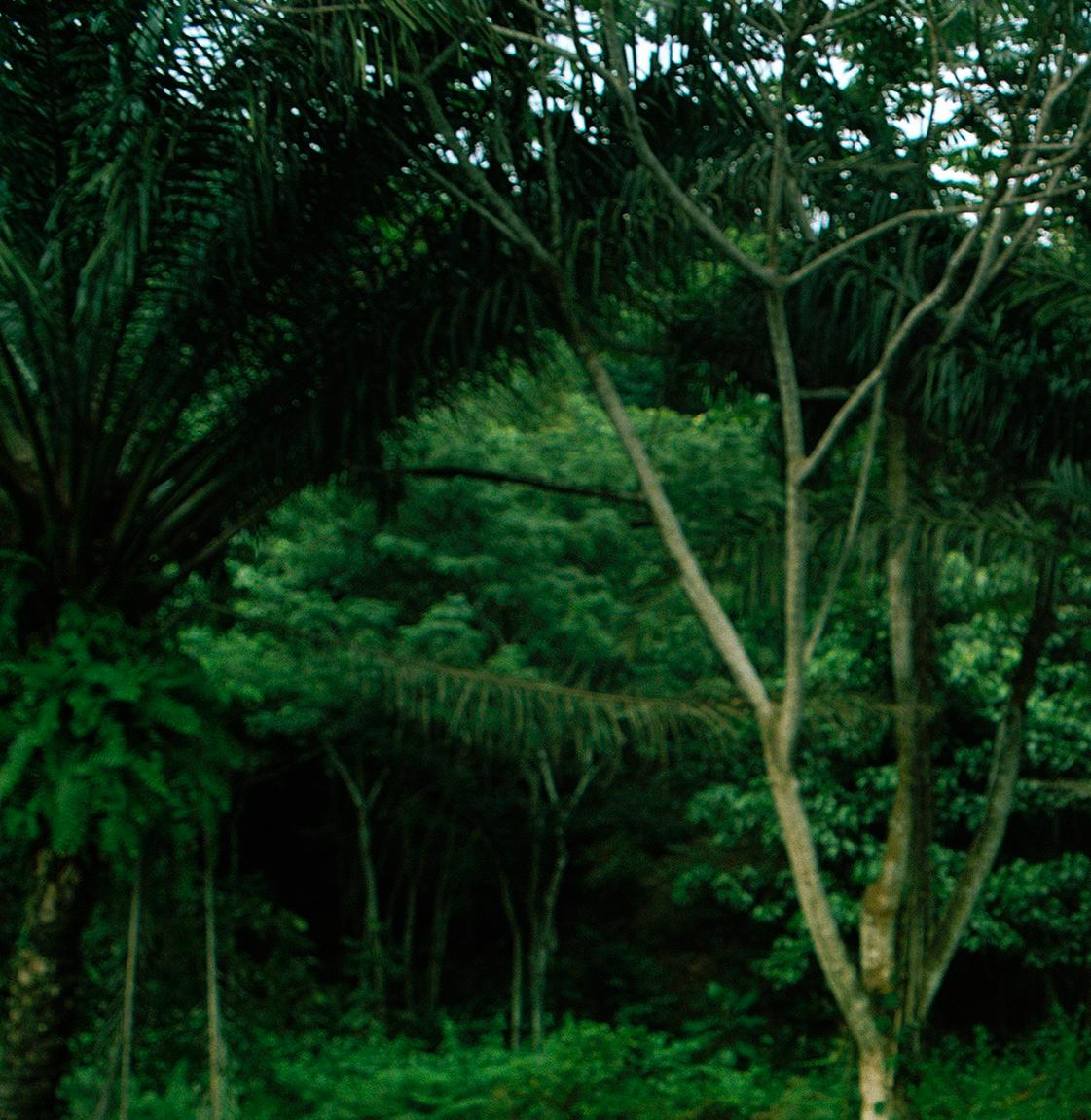 Mama Wata - Édition de photographies de paysages et de portraits d'animaux du 21e siècle - Vert Portrait Photograph par Verena Prenner