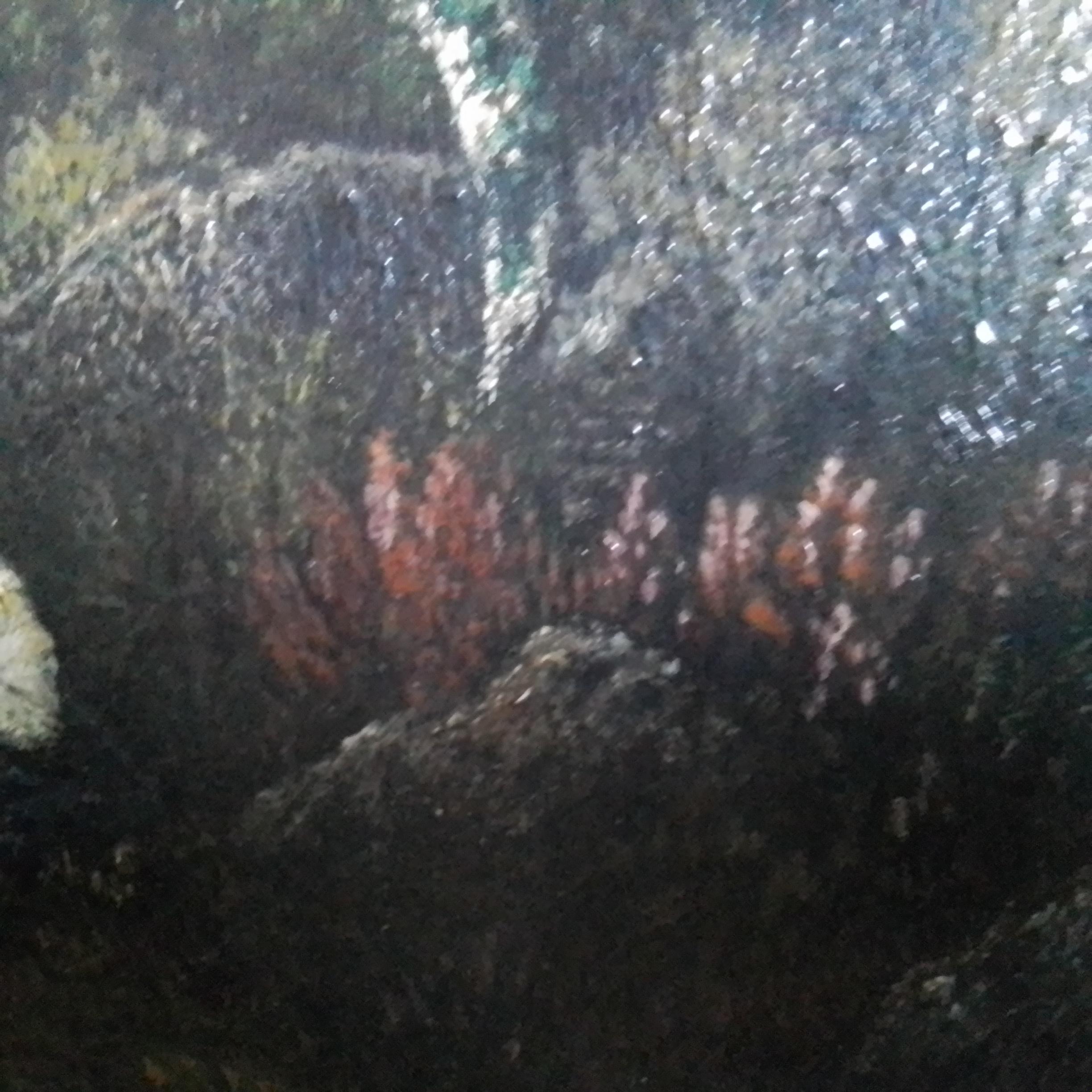 Paesaggio nella foresta di Fontainebleau in vendita 13