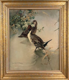 Pintails in May