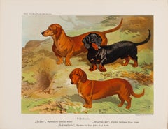 Dachsunds 