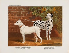 Dalmatien et Bull Terrier