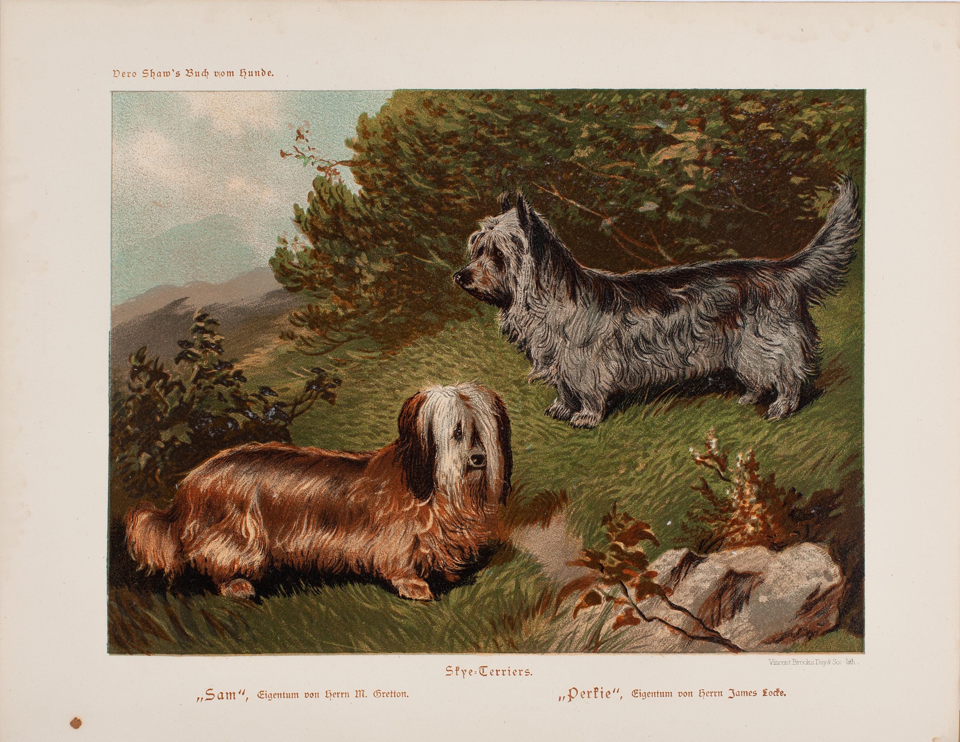 Vero Kemball Shaw Animal Print - Terriers No. 2