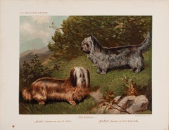 Antique Terriers No. 2