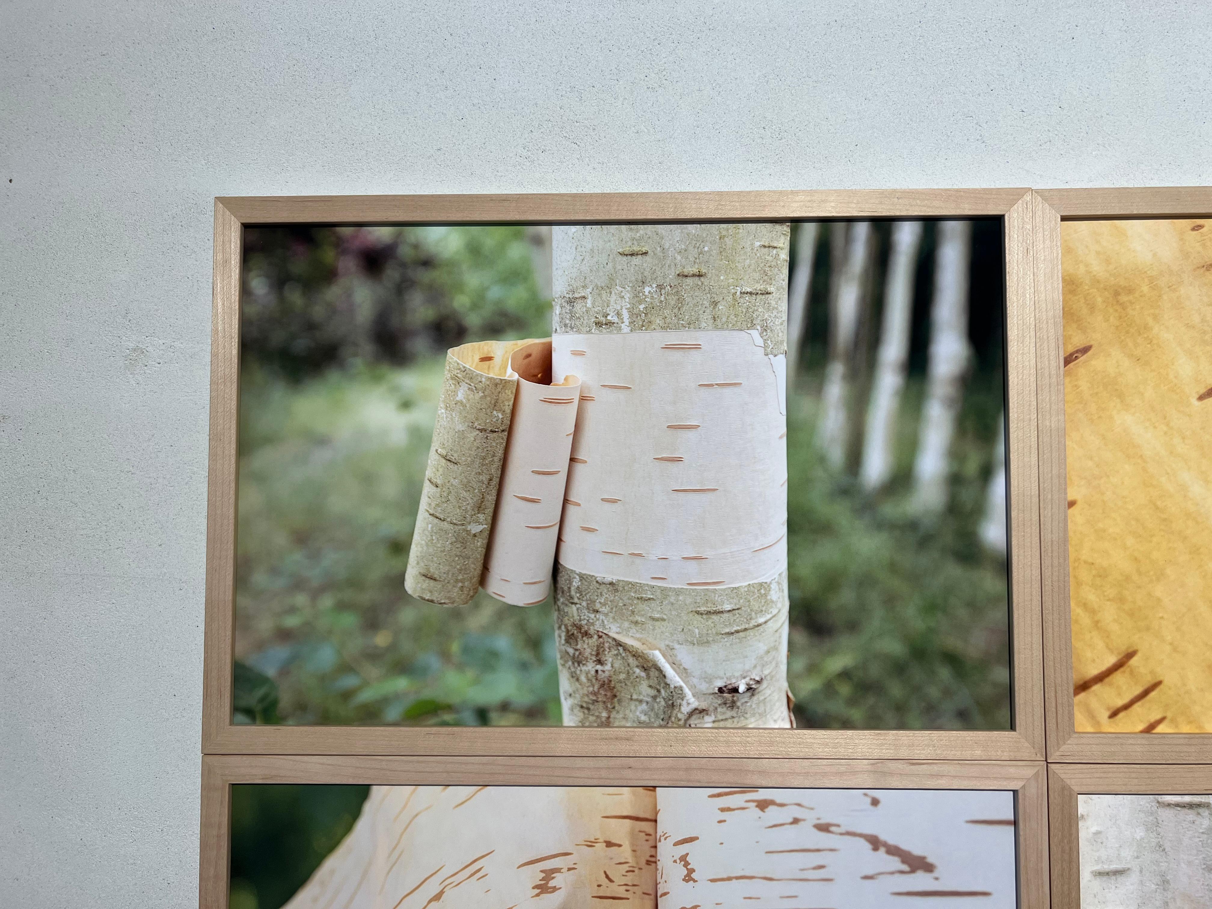 Fotografie eines offenen Baumes, Buch, Natur, grün und gelb, Konstruktion. – Photograph von Veronica Vicente