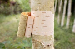 Photograph of an open tree, book, nature, green and yellow, construction.