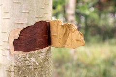 Photograph of an open tree, matte, red writing, natural language