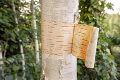 Fotografia di un albero aperto, opaco, scritta rossa, linguaggio naturale, verde giallo