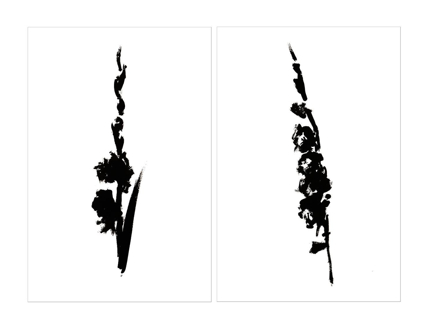 Botanical Study · Gladiolus #2_Edition 1 of 10 - Naturalistic Print by Véronique Gambier
