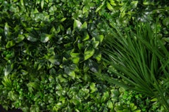 Vertical Garden Ecuador:: verdure artificielle:: usage intérieur et extérieur:: Italie