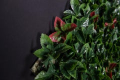 Vertical Garden Photinia:: verdure artificielle:: pour l'intérieur et l'extérieur:: Italie