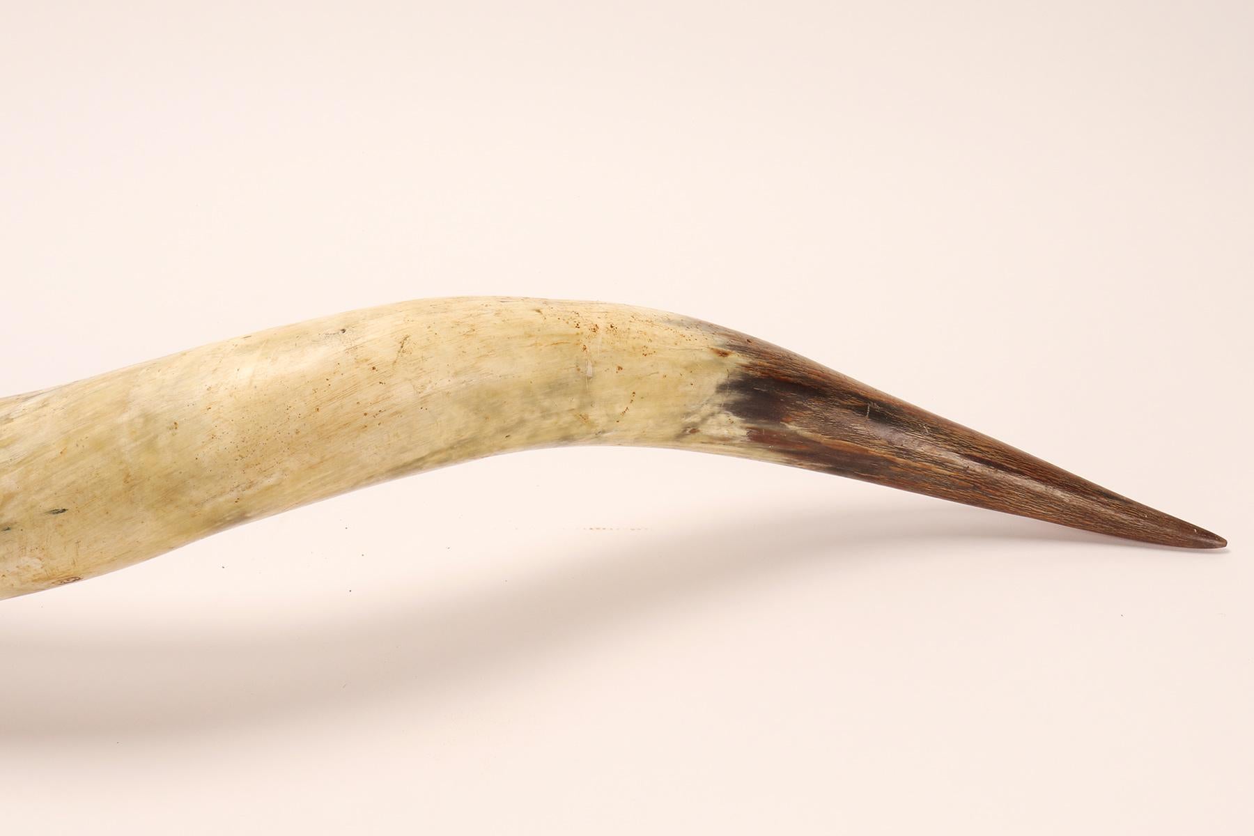 Très grandes cornes de bovins, Amérindien, Stanta Fè, NM, 1860. en vente 4