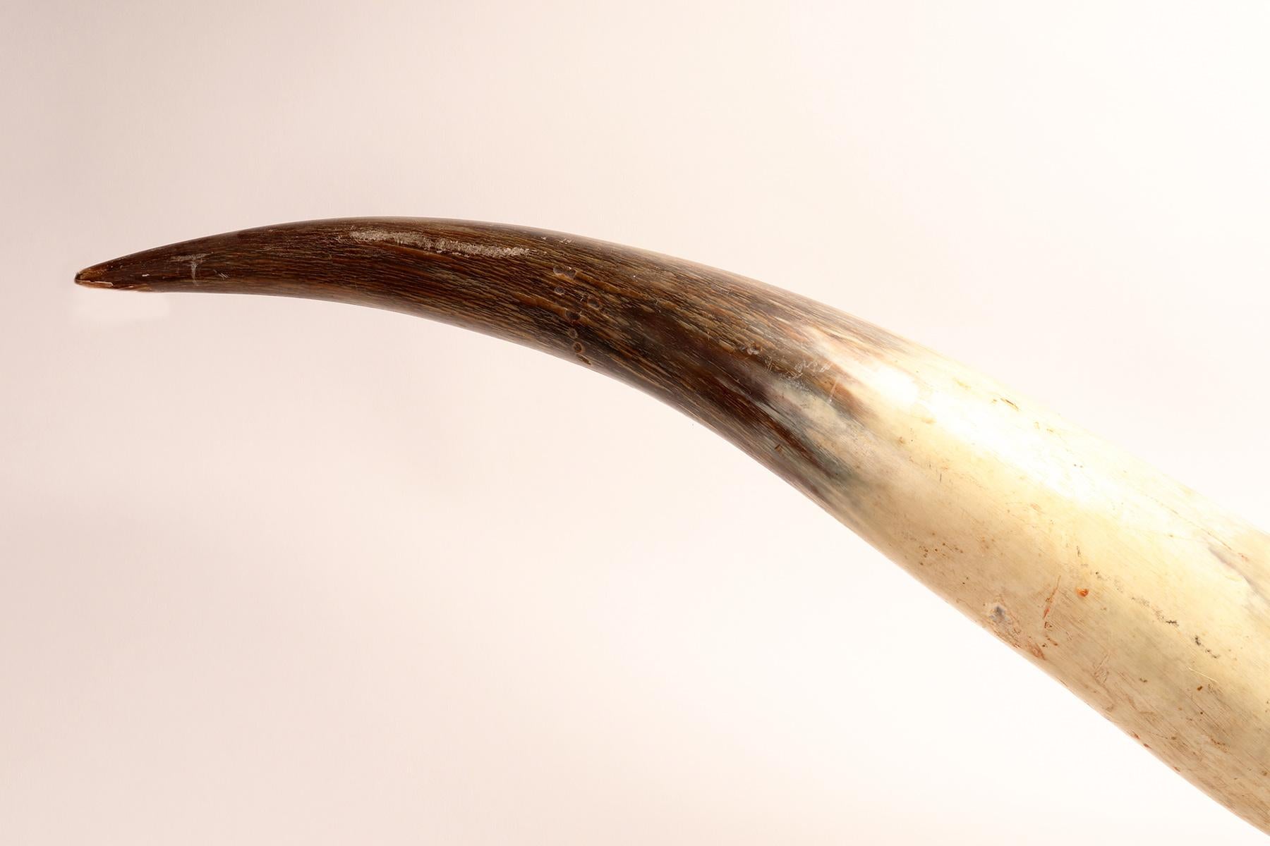 Très grandes cornes de bovins, Amérindien, Stanta Fè, NM, 1860. en vente 2