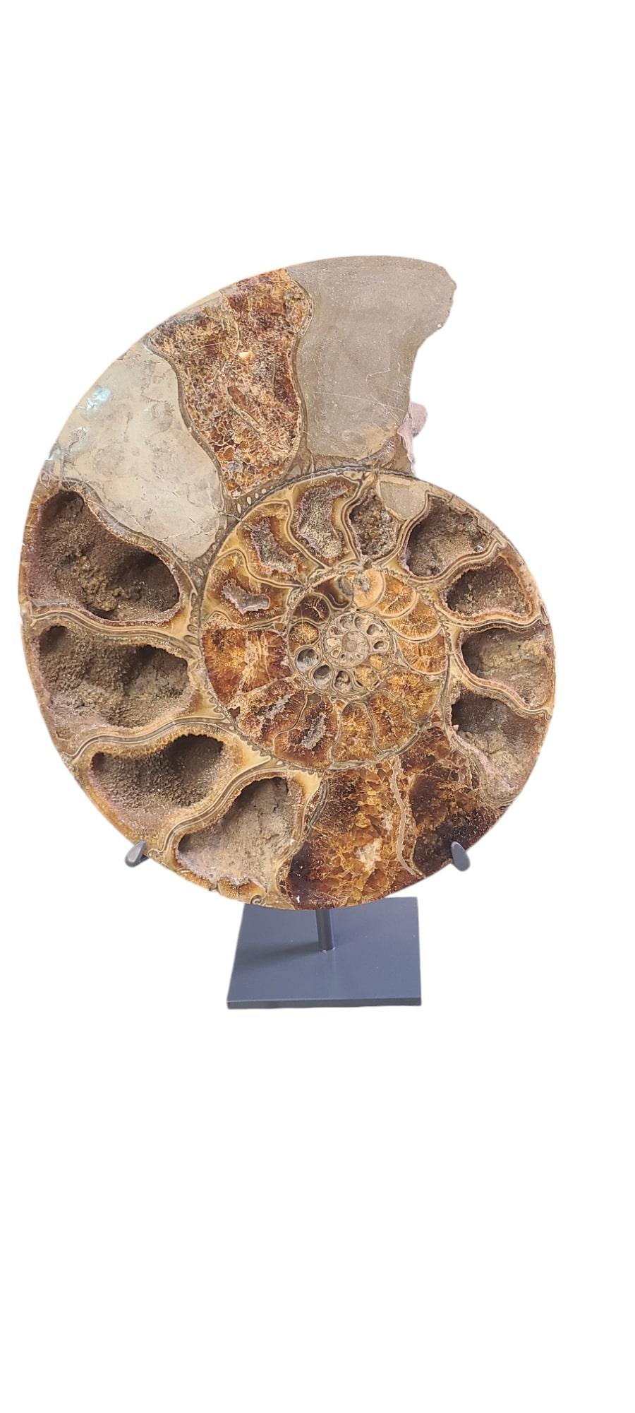 Esta amonita cortada en 2 forma una bonita pareja decorativa. El tamaño es excepcional y raro (44 cm / 17,3 de diámetro), y la calcita miel más los cristales puntiagudos de calcita son una delicia para la vista, haciendo un pequeño universo es estos
