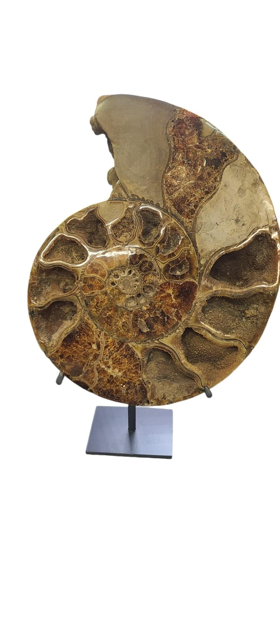 Pareja de ammonites tallados muy grandes de Madagascar, en soporte de acero lacado personalizado. Lacado