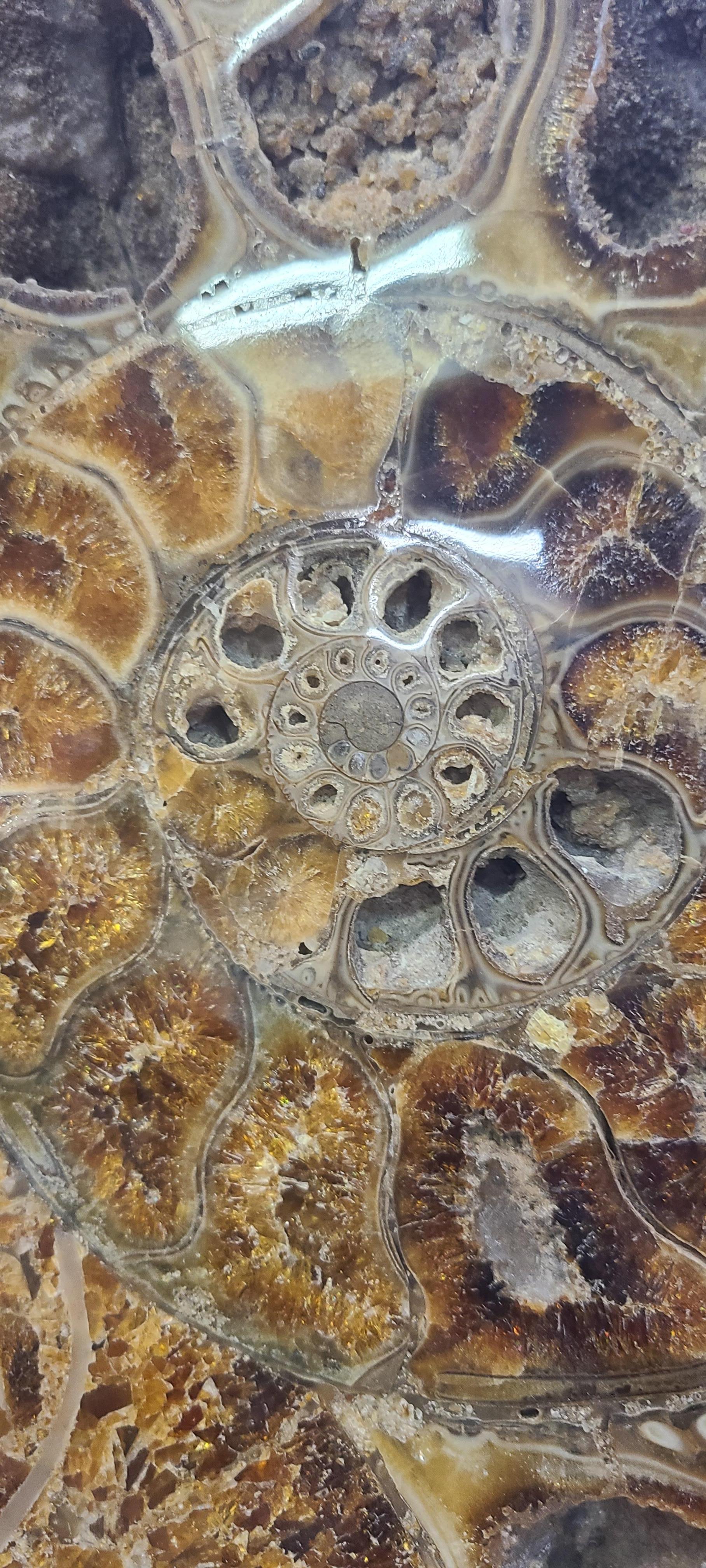Pareja de ammonites tallados muy grandes de Madagascar, en soporte de acero lacado personalizado. en Nuevo Estado en MARSEILLE, FR