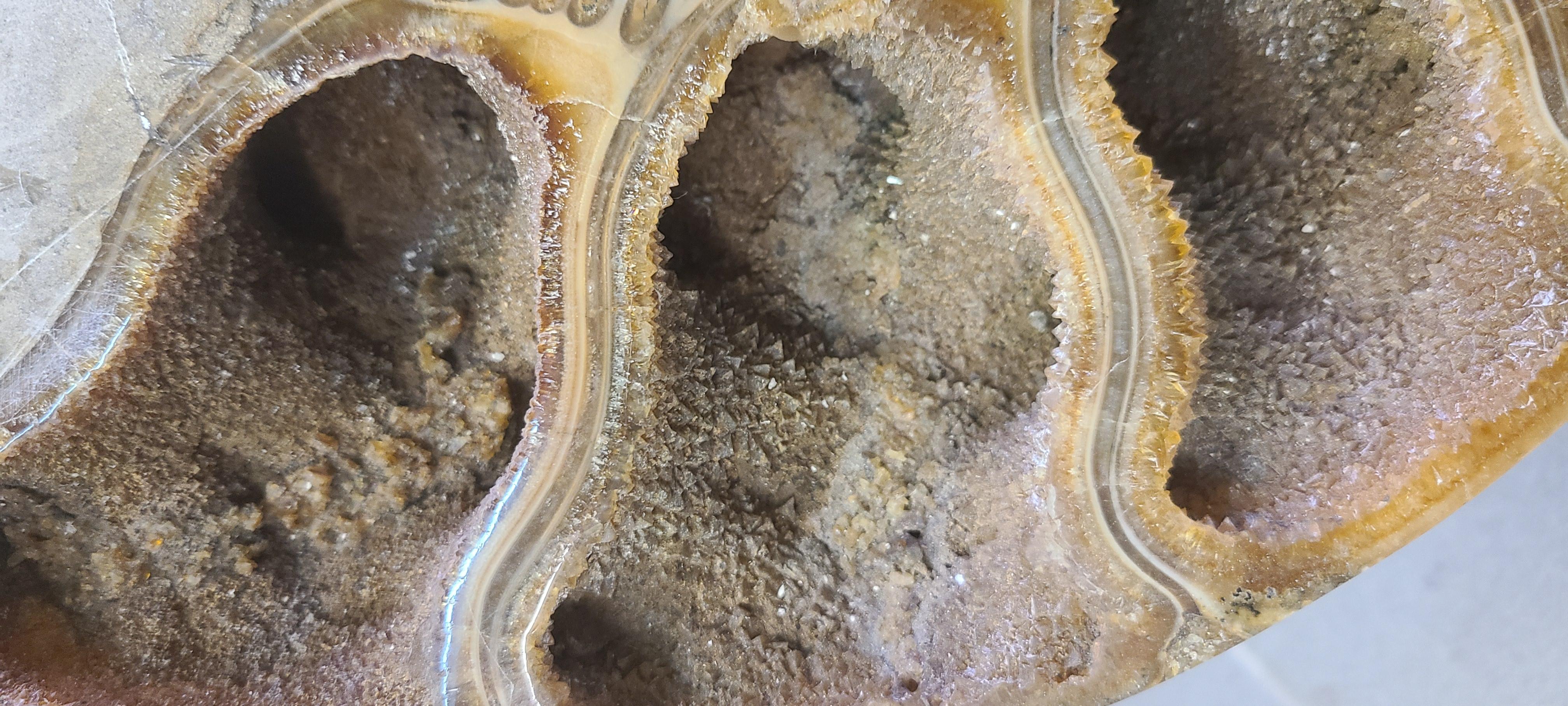 Pareja de ammonites tallados muy grandes de Madagascar, en soporte de acero lacado personalizado. Siglo XXI y contemporáneo