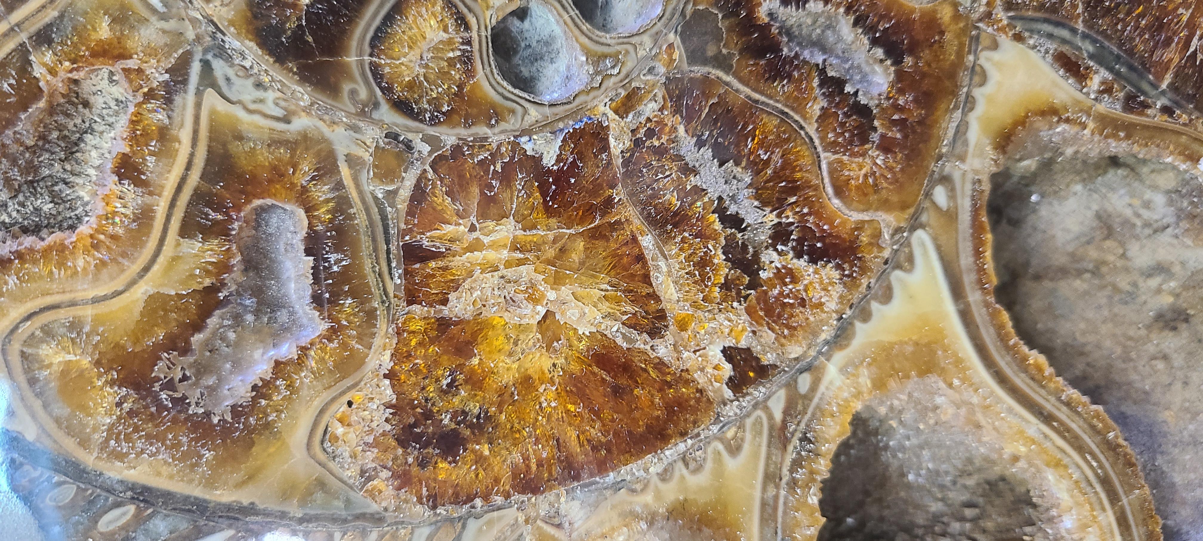 Pareja de ammonites tallados muy grandes de Madagascar, en soporte de acero lacado personalizado. 1