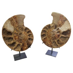 Pareja de ammonites tallados muy grandes de Madagascar, en soporte de acero lacado personalizado.