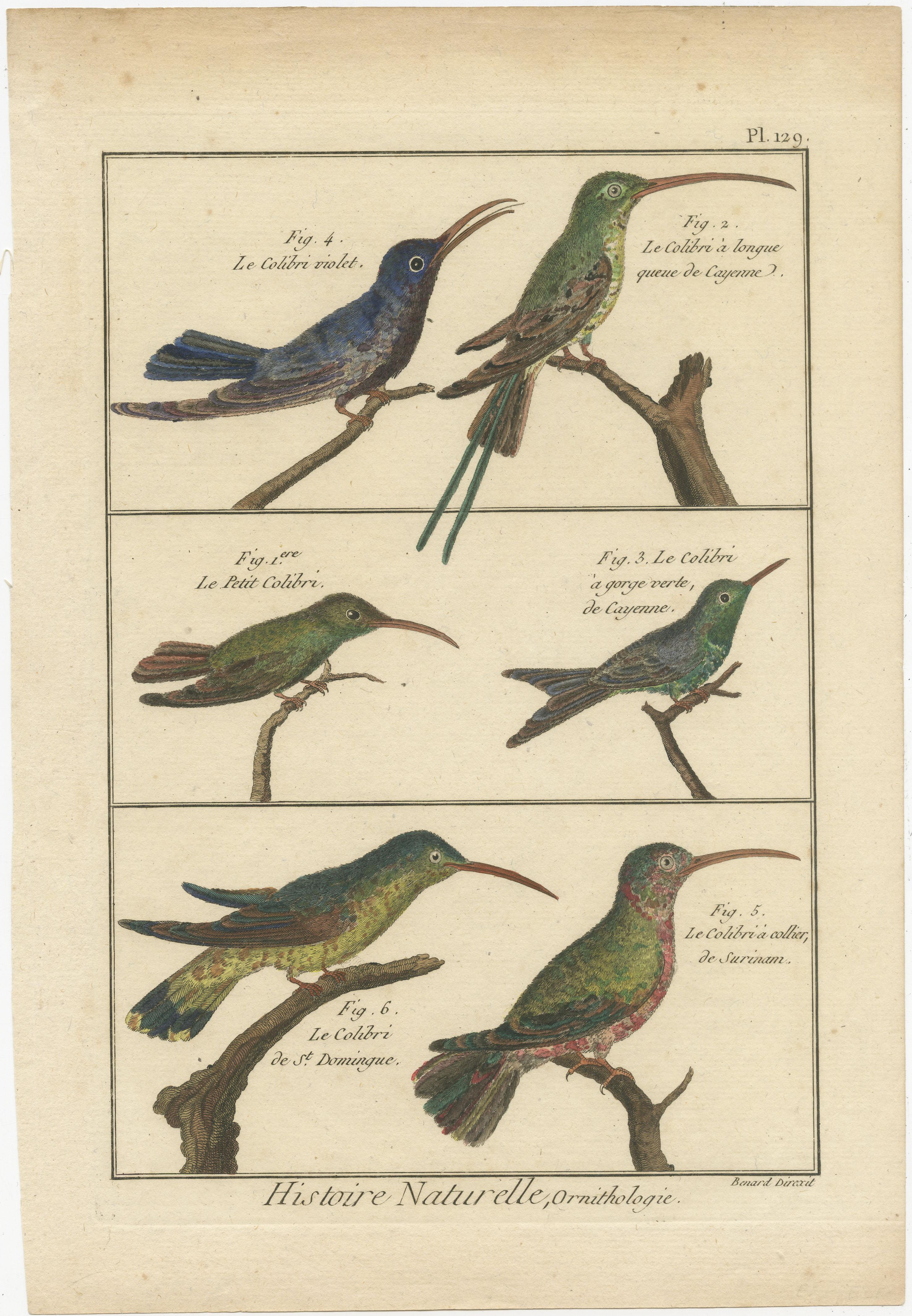 Eine authentische, perfekte und helle, ursprünglich handkolorierte Illustration von 6 Colibri's, auf Pergamentpapier (Kupferstich). Es hat einen feinen Glanz durch das authentisch aufgetragene Eigelb als Firnis. Der Künstler ist Robert Bernard