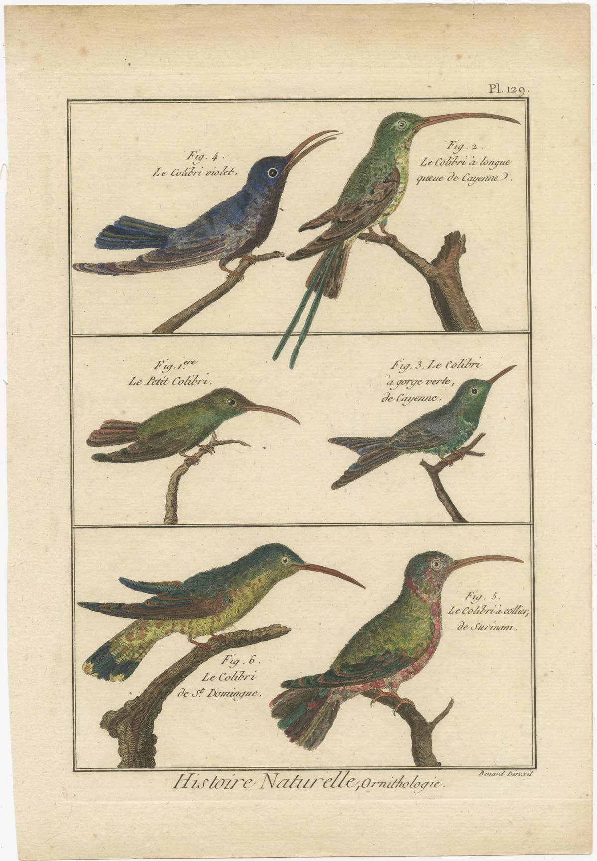 Very Detailled, Richly Hand-Colored, Rare Copper Engraving of 6 Colibris (1792).