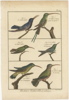 Very Detailled, Richly Hand-Colored, Rare Copper Engraving of 6 Colibris (1792).