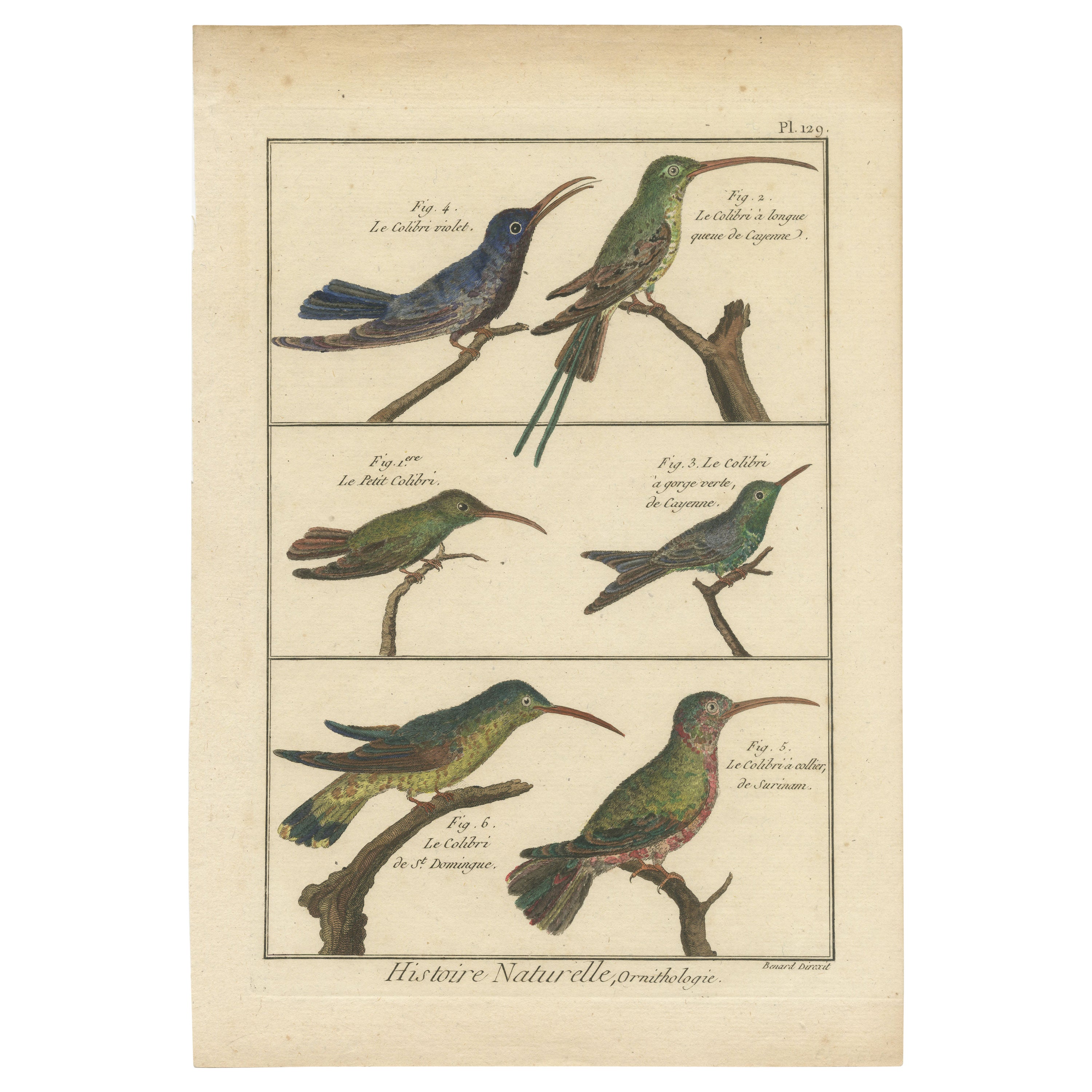 Sehr detaillierte, reich handkolorierte, seltene Kupfergravur von 6 Colibris (1792). im Angebot