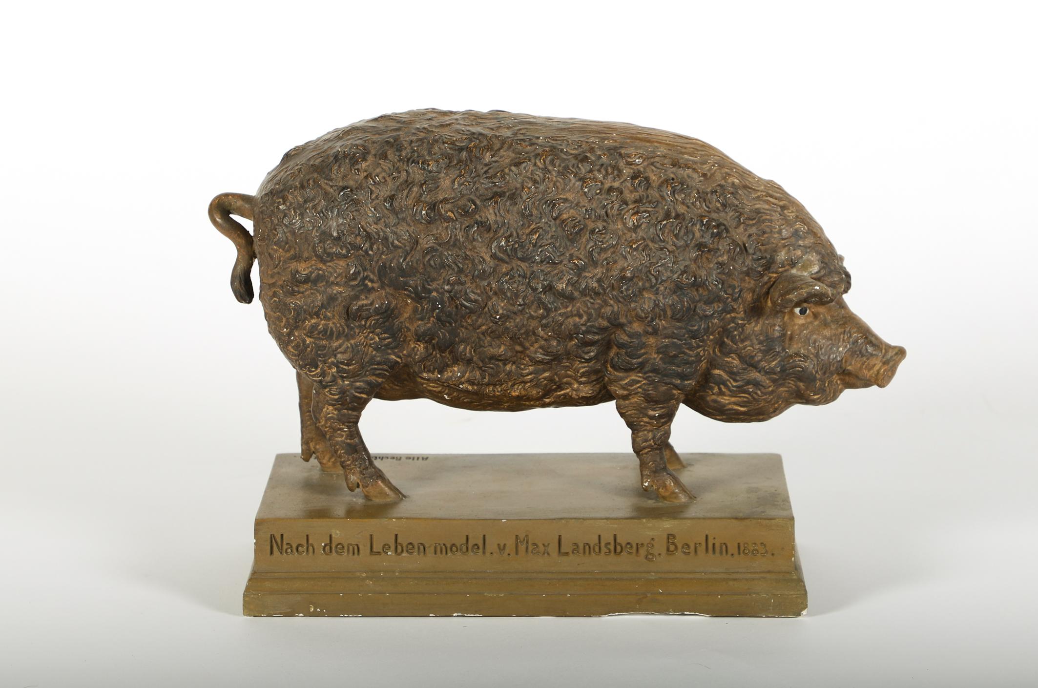 Painted Very Fine Plaster Model of a Mangalicza Pig by Max Landsberg, Berlin, 1883 For Sale