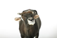 Very Fine Plaster Model of a Swiss Cow by W. Gebler, 1913