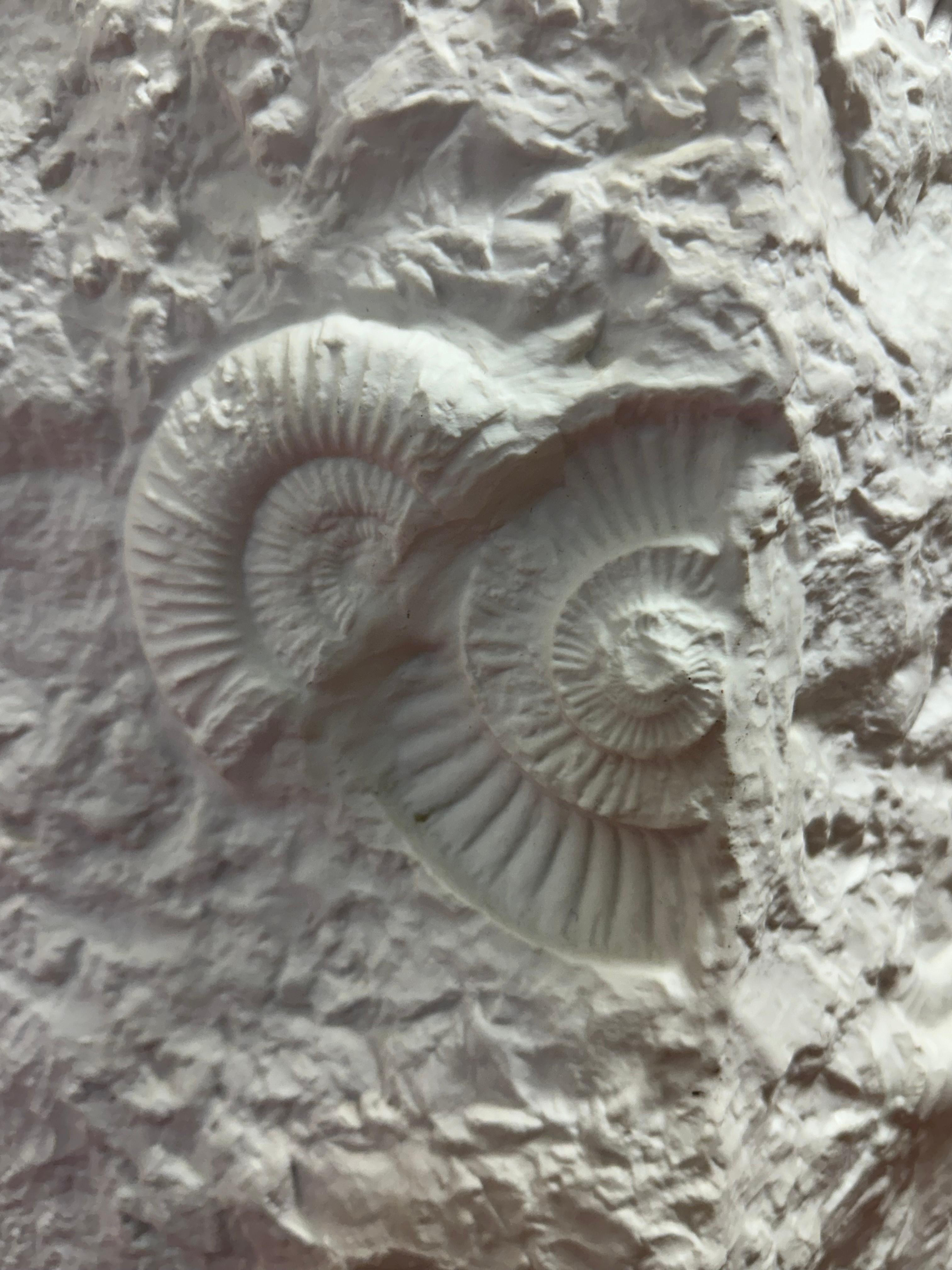 Very Large 1970s German AK Kaiser No 129 Matt-White Bisque Fossil Relief Vase 8