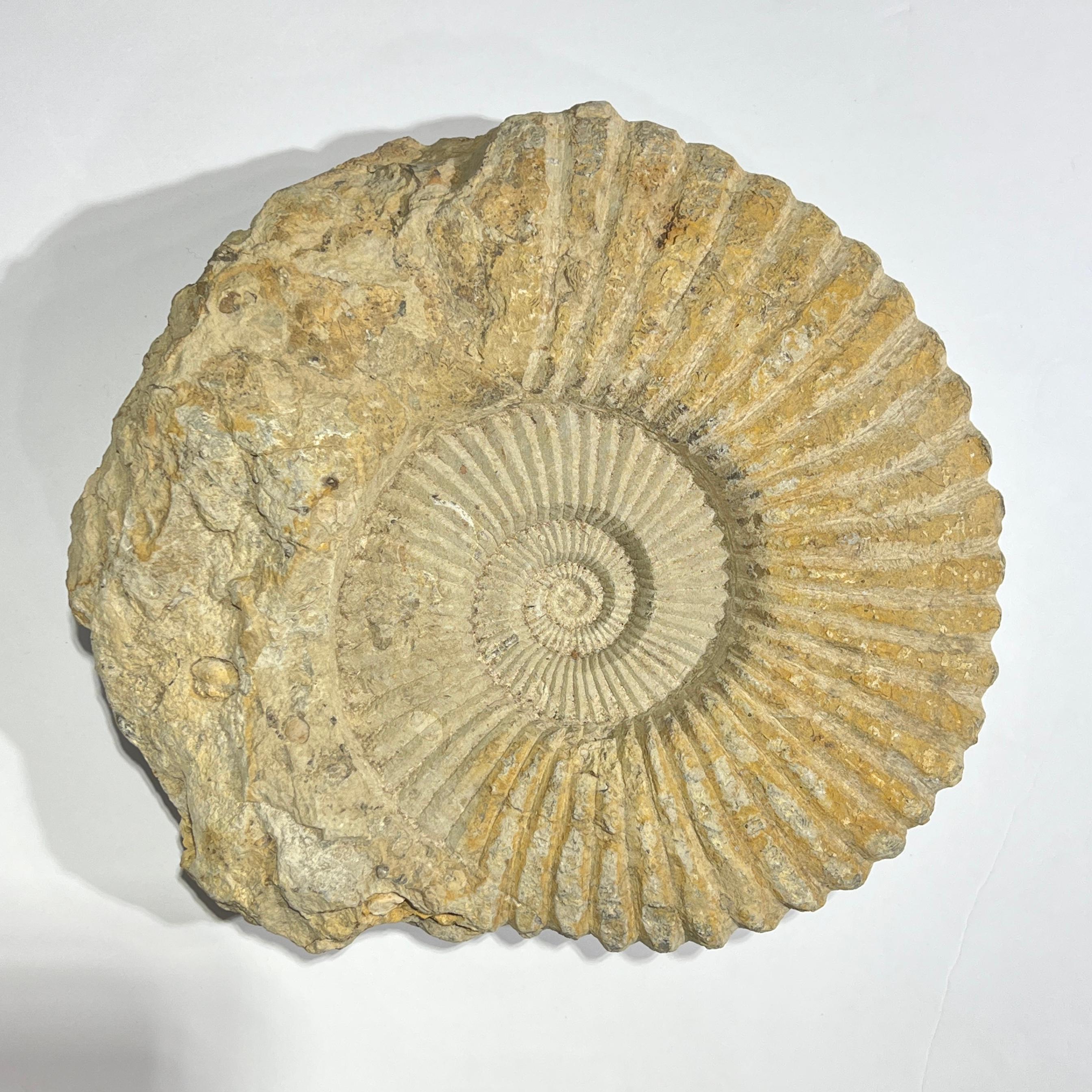Sehr großes und beeindruckendes Fossil einer Ammonitenmuschel mit den Maßen 12 x 12 1/2 x 4 Zoll und einem Gewicht von über 20 Pfund, das aus der Devonzeit bis zum Ende der Kreidezeit stammt.