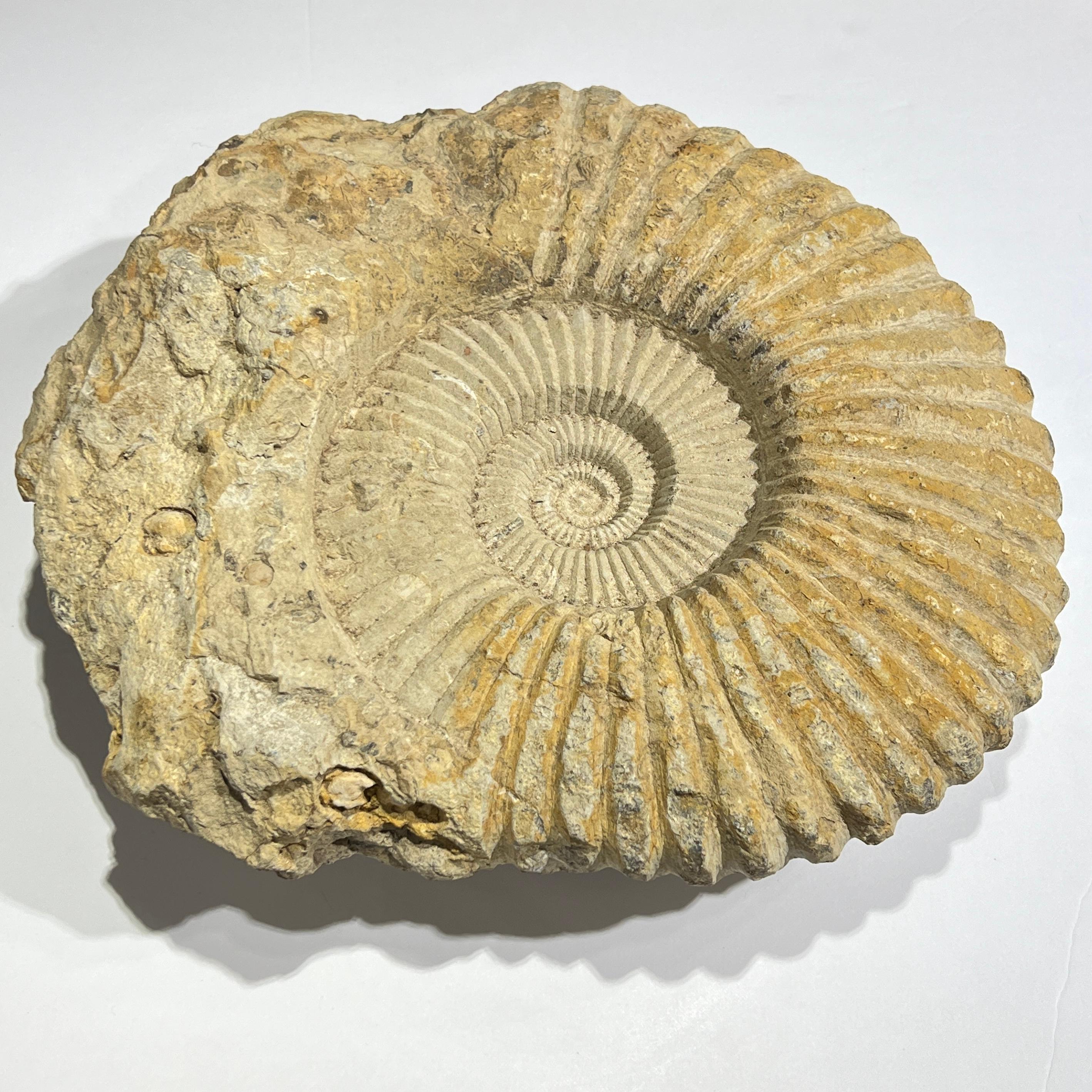 Sehr großes Ammonitenfossil (Unbekannt) im Angebot