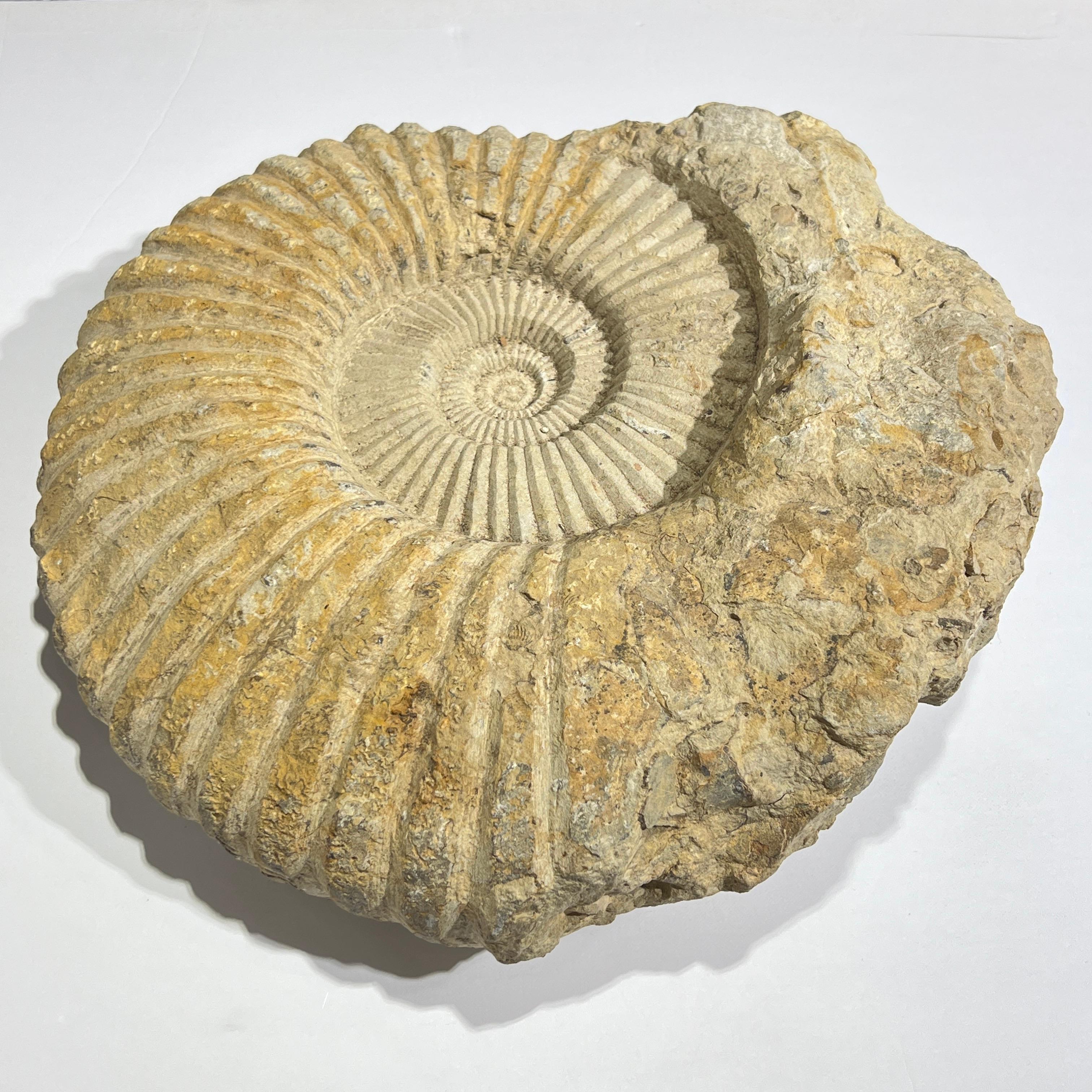 Sehr großes Ammonitenfossil im Zustand „Gut“ im Angebot in New York, NY