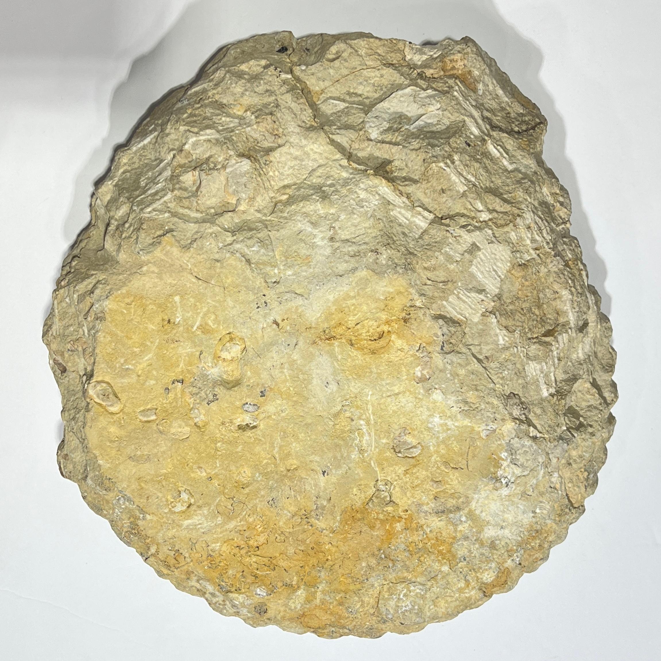 Sehr großes Ammonitenfossil (18. Jahrhundert und früher) im Angebot