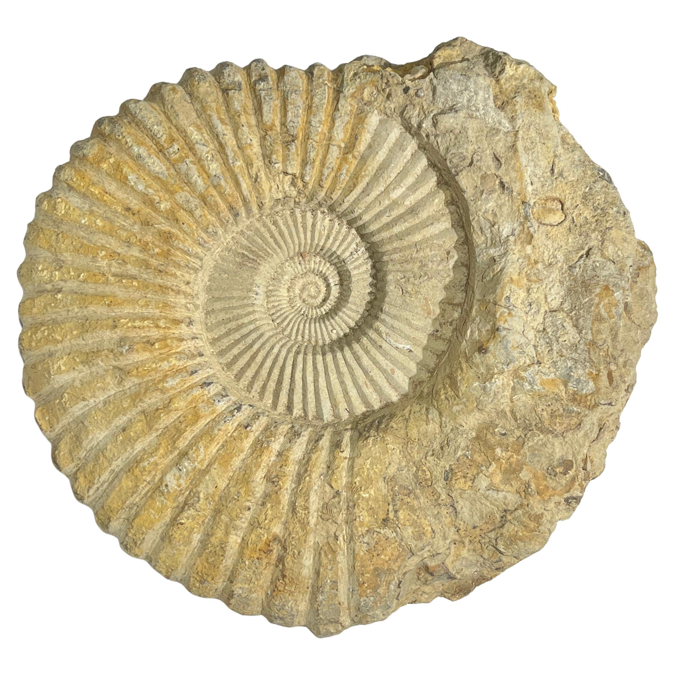 Sehr großes Ammonitenfossil im Angebot