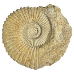 Memorabilia storiche
