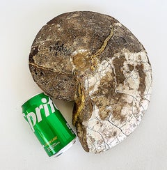 Very Large Ancient Prehistoric Ammonite Fossil Specimen