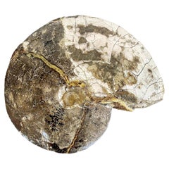 Very Large Ancient Prehistoric Ammonite Fossil Specimen