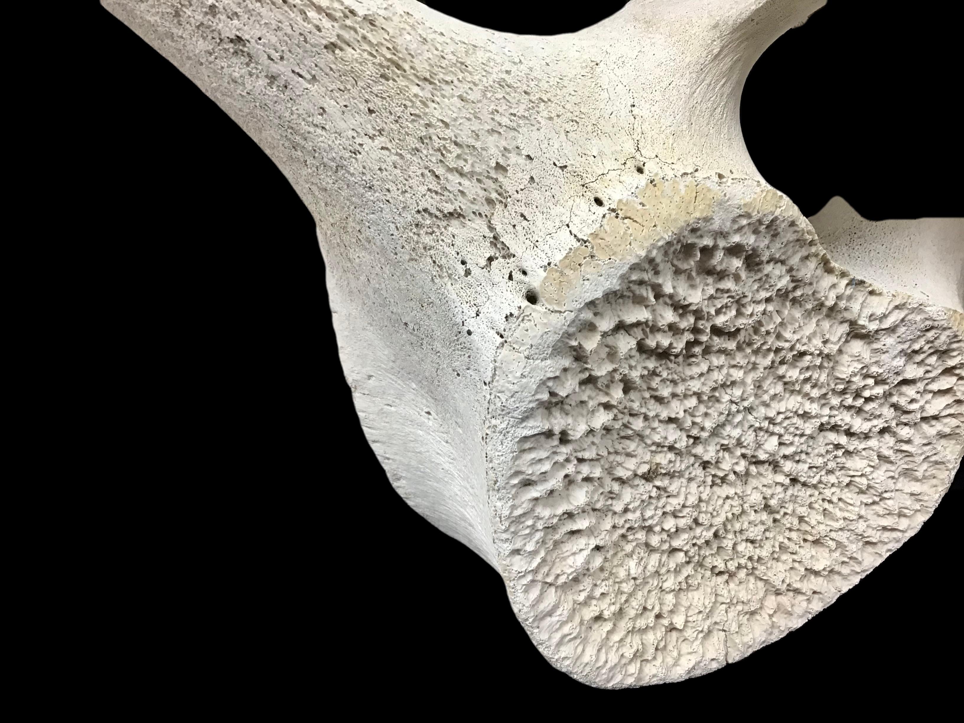 Large natural weathered antique Whale Vertebrae. One section / specimen. Possibly sperm whale. Likely 19th century.  Incredible age and beauty. Sun bleached surface has the appearance of driftwood.