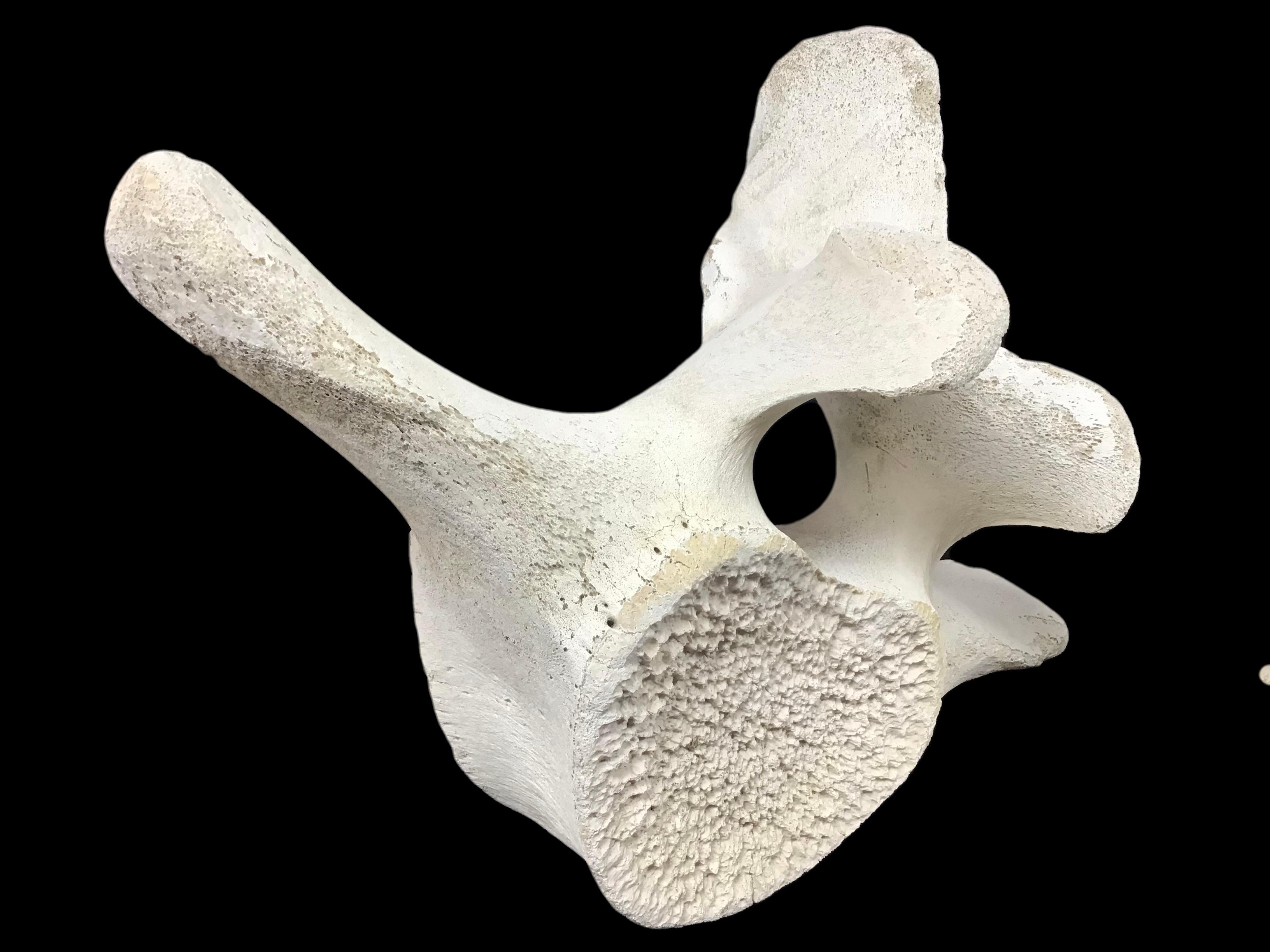 Organic Modern Very Large Antique Whale Vertebrae #1