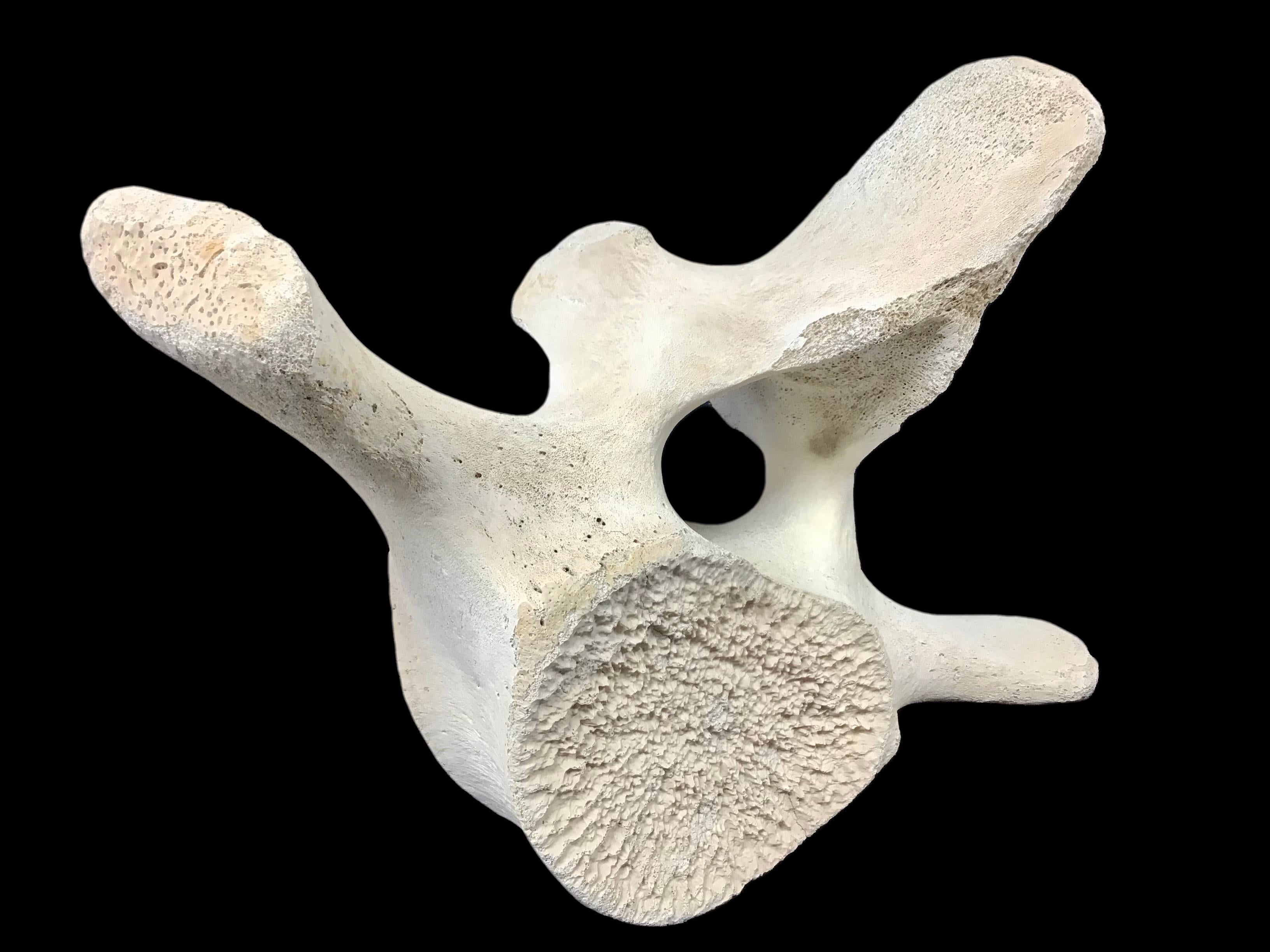 Very Large Antique Whale Vertebrae #1 In Good Condition In Bradenton, FL