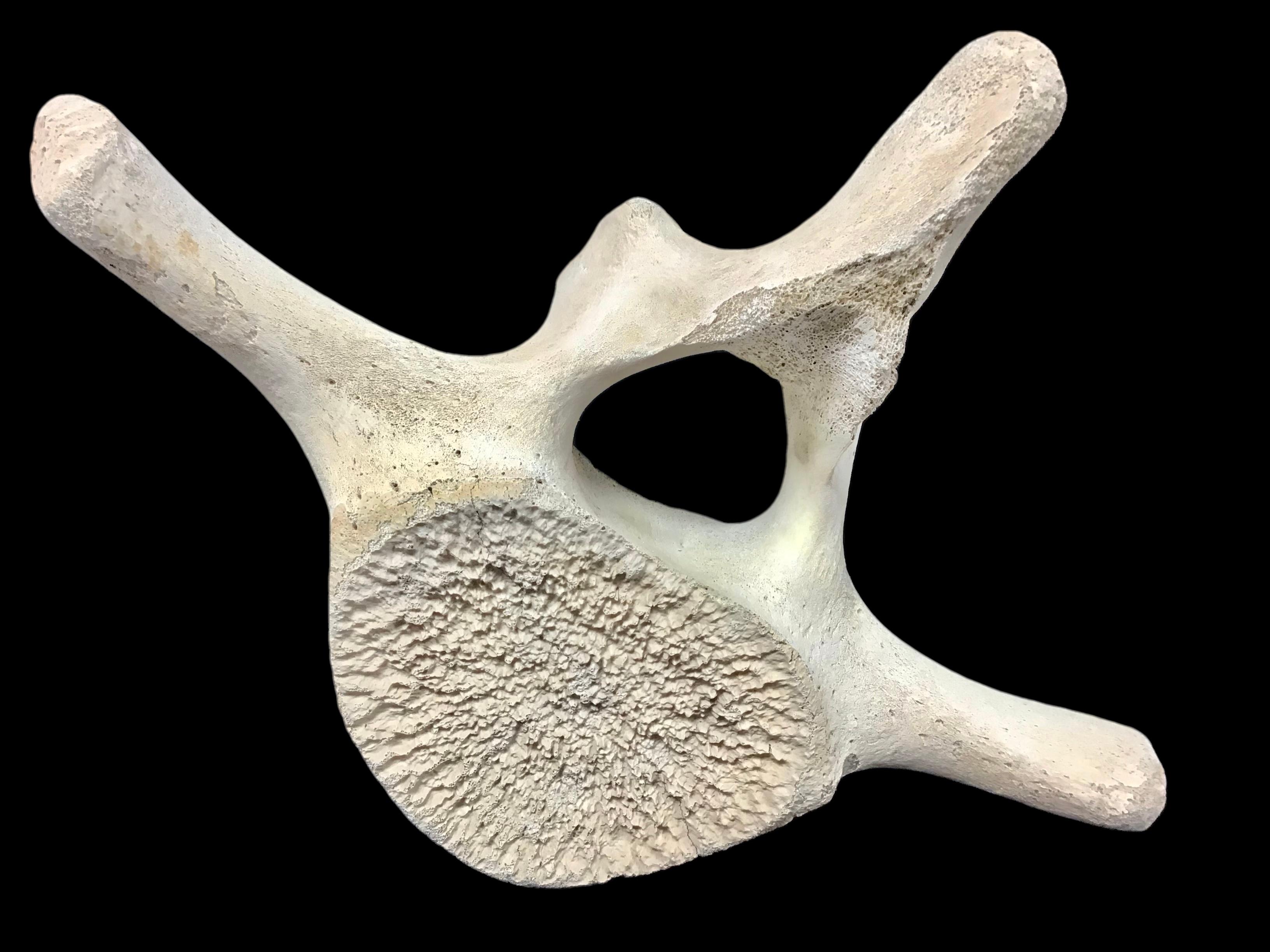 20th Century Very Large Antique Whale Vertebrae #1