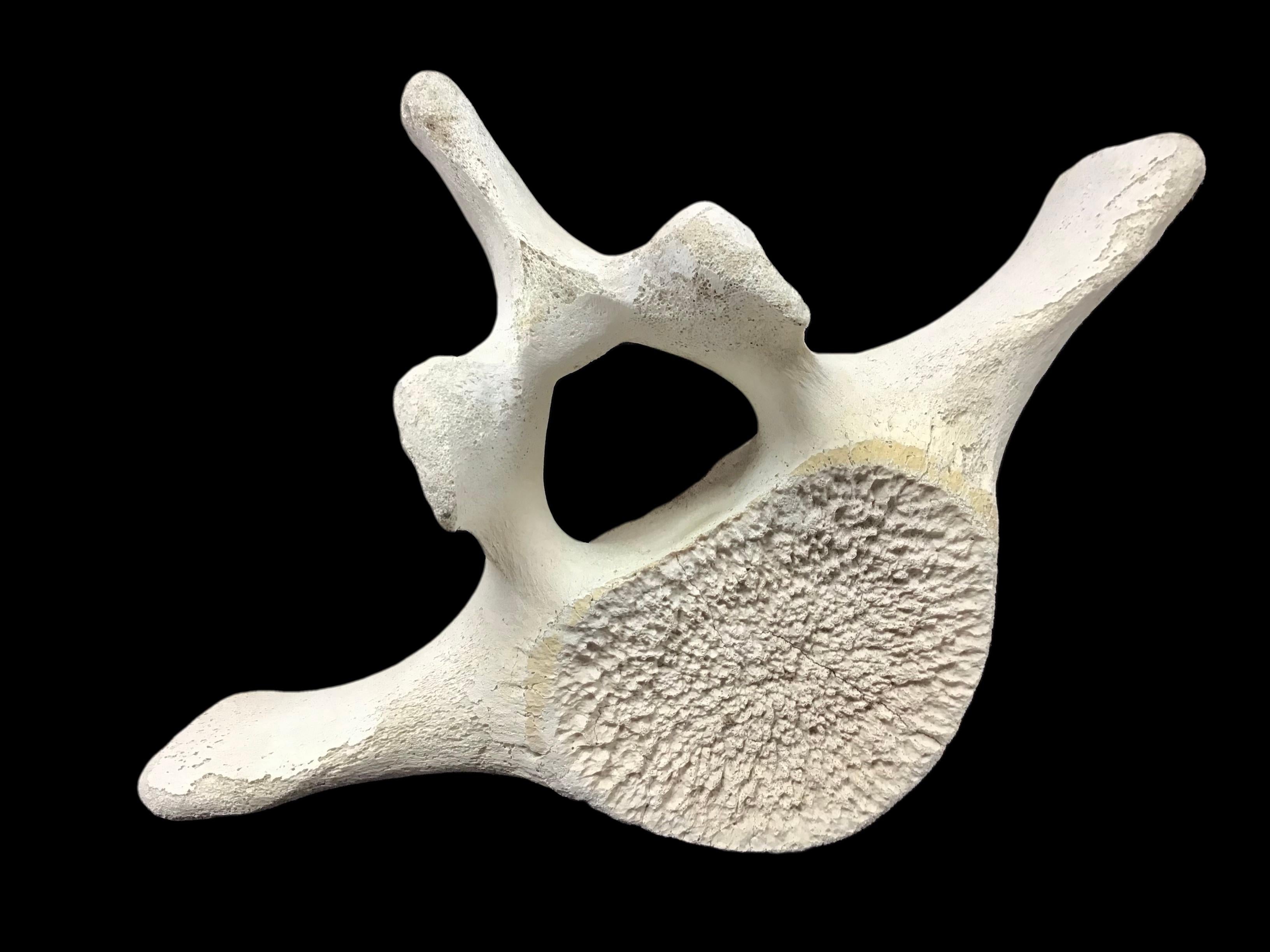 Bone Very Large Antique Whale Vertebrae #1
