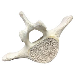 Très grande et ancienne baleine vertebrae n° 1