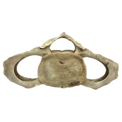 Très grande et ancienne baleine vertebrae n° 10