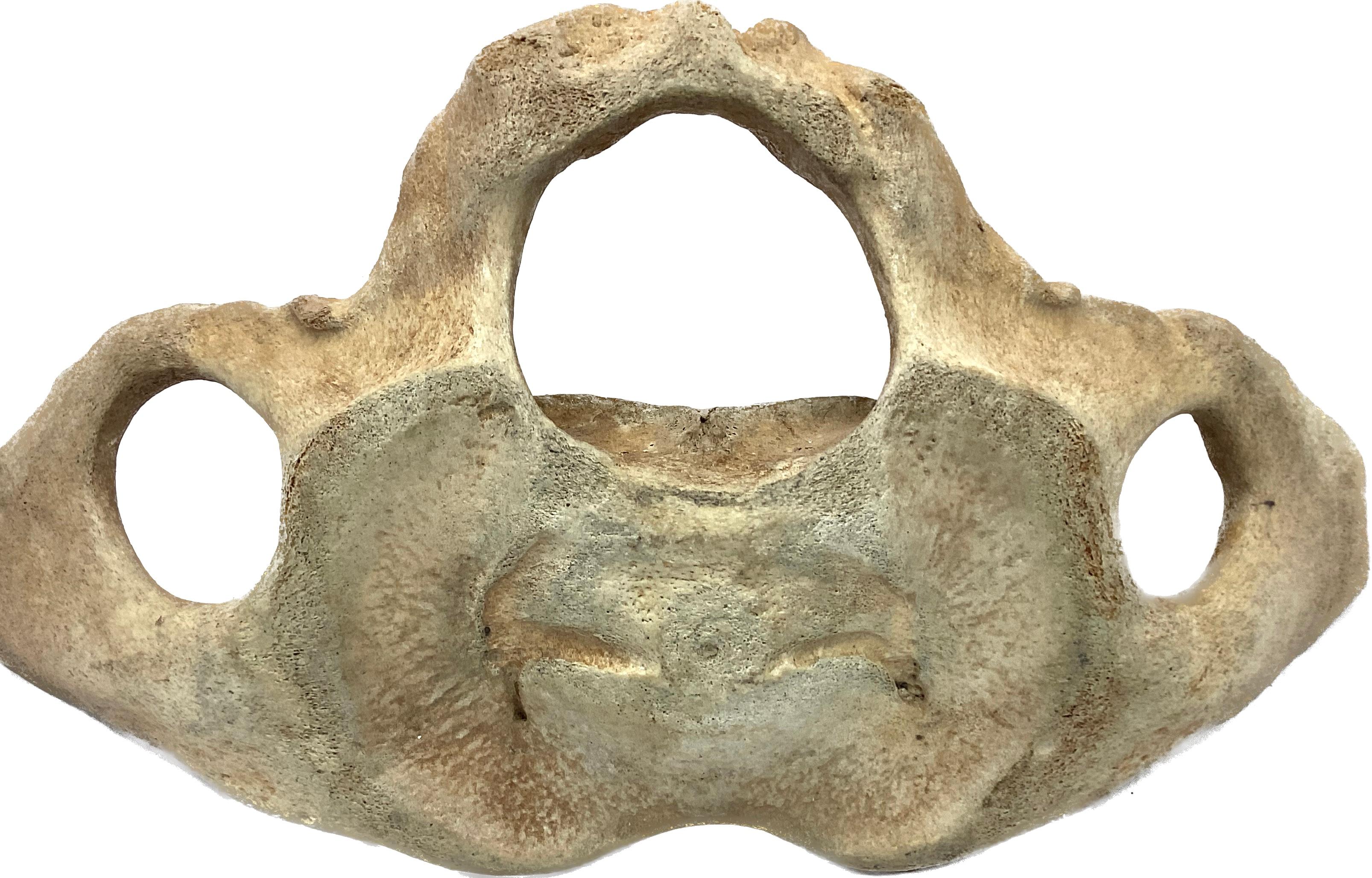 Natural weathered antique Whale Vertebrae bone in beautiful naturally aged old surface. One section / specimen. Fantastic old natural history item. Likely 19th century.