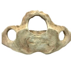 Very Large Antique Whale Vertebrae #11