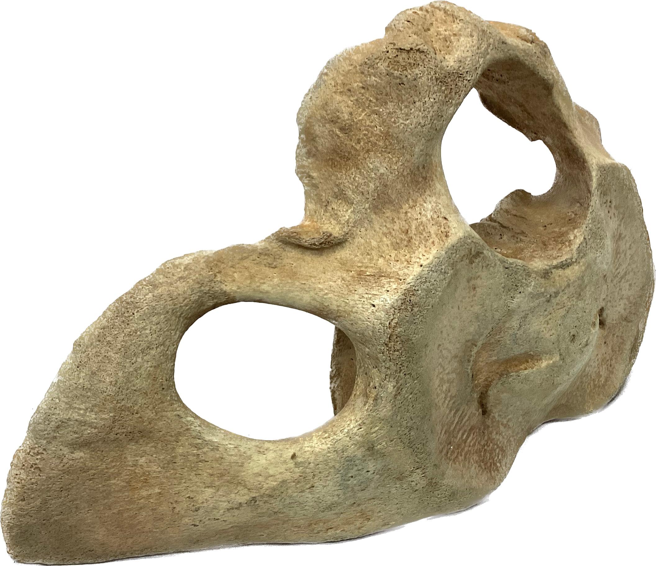 fossil whale vertebrae for sale